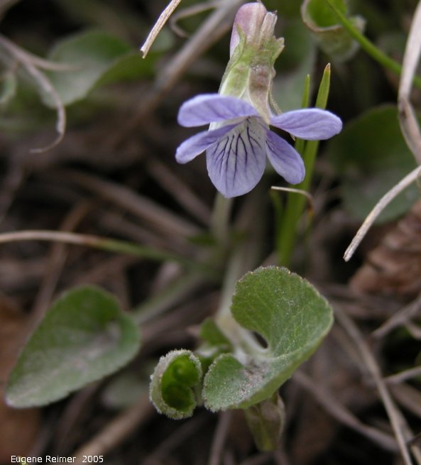 IMG 2005-May05 at near Richer:  Early blue violet (Viola adunca)