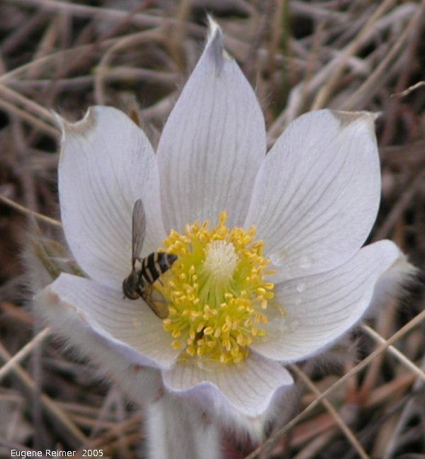 IMG 2005-May05 at ForestryRd-29:  Bee-fly (Bombyliidae sp) on Prairie crocus (Anemone patens)