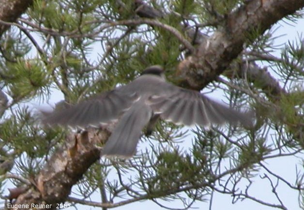IMG 2005-May05 at Hadashville and Braintree:  Grey jay=Whiskeyjack (Perisoreus canadensis) in flight