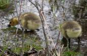 Canada goose: goslings