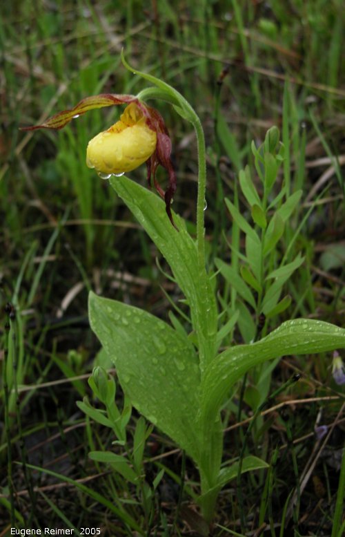 IMG 2005-Jun03 at QueenValleyRd:  Northern-small-variety yellow ladyslipper (Cypripedium parviflorum var makasin) plant