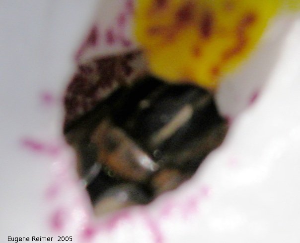 IMG 2005-Jun10 at Kleefeld:  Small white ladyslipper (Cypripedium candidum) with dead Bee (Apoidea sp)? inside