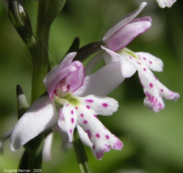 IMG 2005-Jun15 at Woodridge:  Small round-leaf orchid (Amerorchis rotundifolia) flower