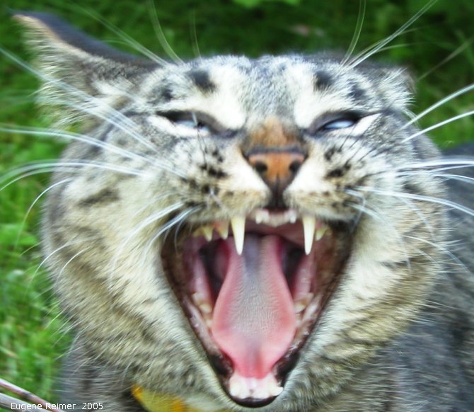 IMG 2005-Jun17 at Iris's backyard:  Tigger Beware-of-Cat!