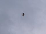 Bald eagle: flies overhead