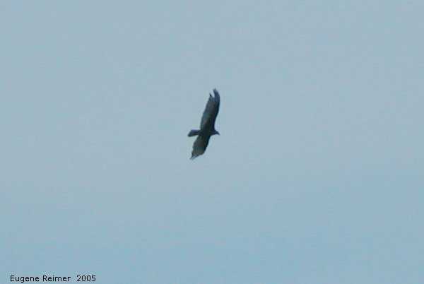 IMG 2005-Jun28 at PineFalls:  Turkey-vulture (Cathartes aura)