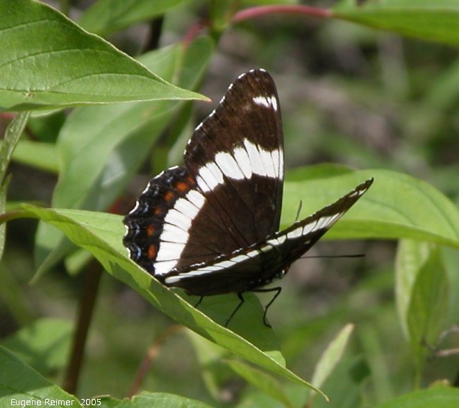 IMG 2005-Jun28 at PineFalls:  White admiral butterfly (Limenitis arthemis)