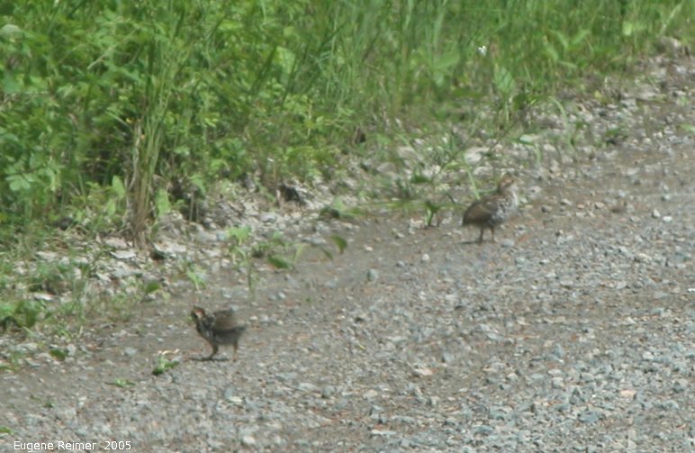 IMG 2005-Jun28 at Bissett:  Spruce grouse (Falcipennis canadensis)? chicks