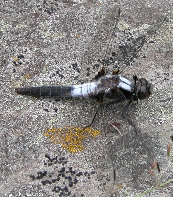 IMG 2005-Jun28 at WallaceLake:  Chalk-fronted corporal dragonfly (Ladona julia) male?
