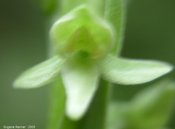 IMG 2005-Jun28 at WallaceLake:  Tall green bog-orchid (Platanthera huronensis)? flower