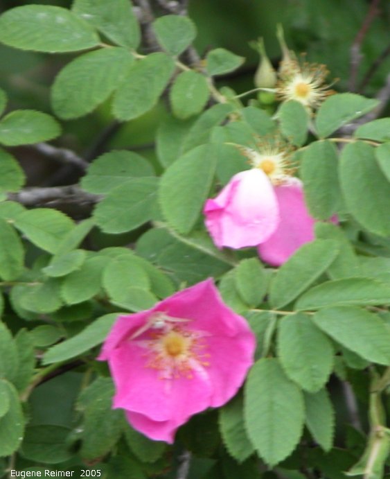 IMG 2005-Jun29 at Bissett and Bissett-Dump:  Prickly rose (Rosa acicularis) with Insect (Insecta sp)