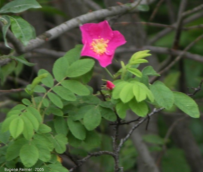 IMG 2005-Jun29 at Bissett and Bissett-Dump:  Prickly rose (Rosa acicularis) dark colour