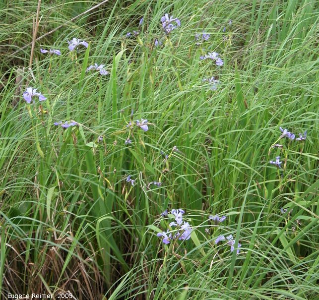 IMG 2005-Jun29 at BennettLake:  Blue-flag iris (Iris versicolor) clump