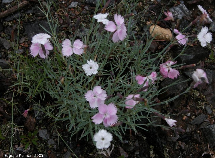 IMG 2005-Jun29 at Ogama-Rockland minesite near LongLake:  Cottage-pink (Dianthus plumarius)?