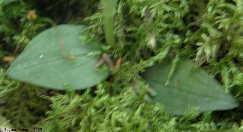 IMG 2005-Jul10 at Woodridge NOC-conference-fieldtrip:  Lesser rattlesnake-orchid (Goodyera repens) leaves unmarked
