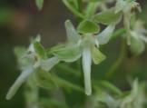 Platanthera orbiculata: flowers