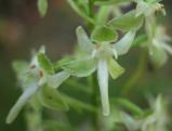 Platanthera orbiculata: flowers