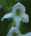 Platanthera dilatata: flower