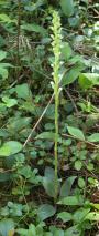 Goodyera tesselata: plant