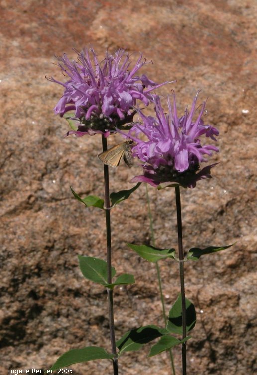 IMG 2005-Jul12 at vicinity of Road39E and PR317:&nbsp; Bergamot (Monarda fistulosa) plants with Skipper (Hesperiidae sp)