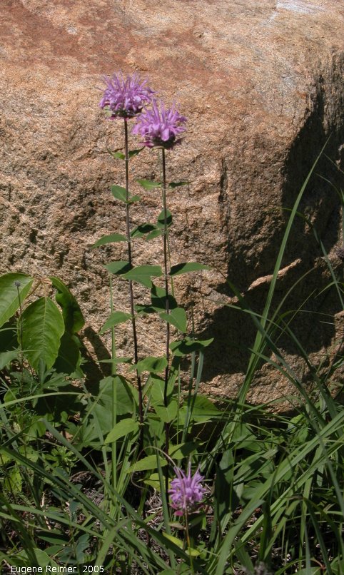 IMG 2005-Jul12 at vicinity of Road39E and PR317:&nbsp; Bergamot (Monarda fistulosa) plants with rock background