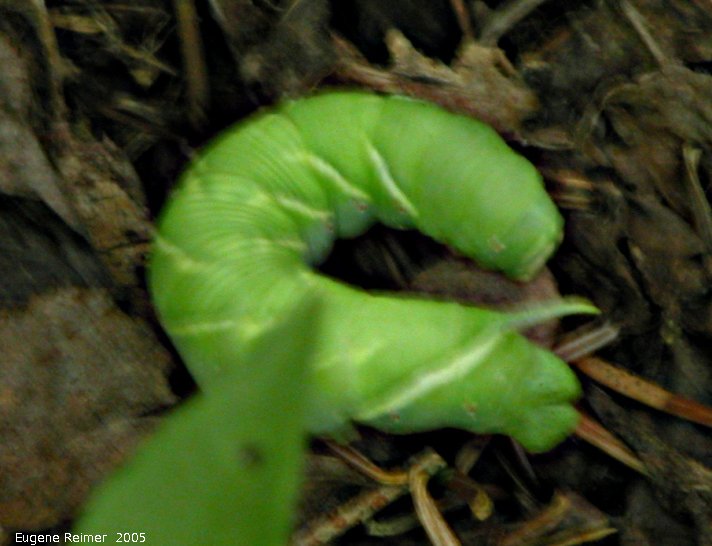 IMG 2005-Jul21 at Brokenhead Wetlands:  Tobacco hornworm (Manduca sexta) caterpillar computer-enhanced