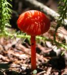 Scarlet wax-cap=Hygrophorus coccineus: red mushroom