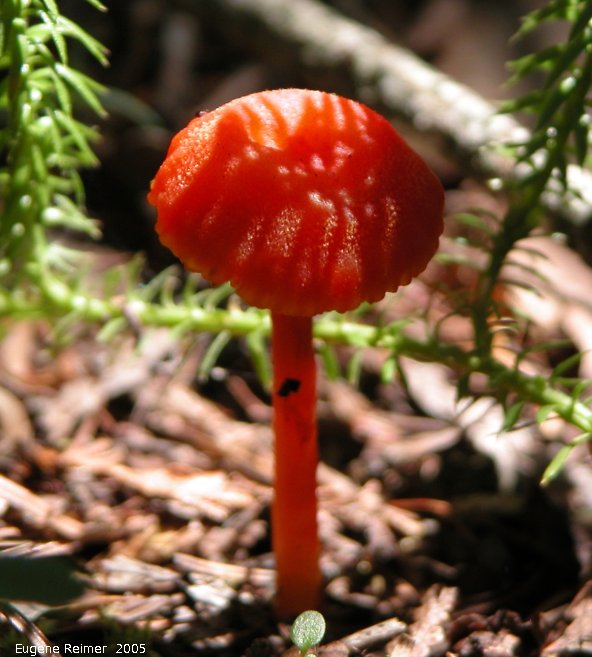IMG 2005-Jul21 at Brokenhead Wetlands:  Scarlet waxy-cap (Hygrophorus coccineus) red mushroom