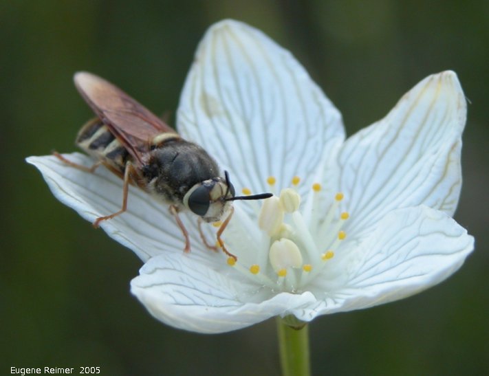 IMG 2005-Jul21 at PTH15:  Syrphid-fly (Syrphidae sp) on Fen grass-of-parnassus (Parnassia glauca)