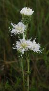 Meadow blazing-star white-form: flowers