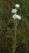 Meadow blazing-star white-form: plant