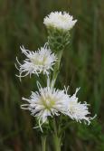 Meadow blazing-star white-form: flowers
