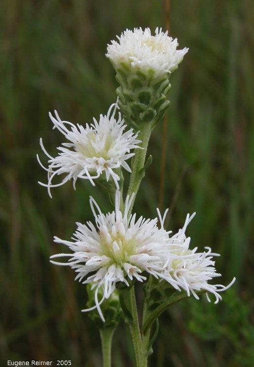 IMG 2005-Aug11 at TCH near Richer:  White-form meadow blazing-star (Liatris ligulistylis forma albiflorum) flowers