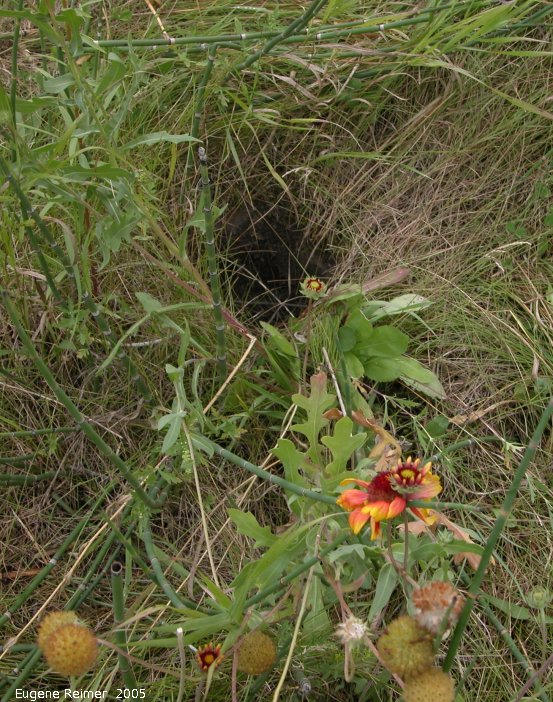 IMG 2005-Aug11 at town of Woodridge:  hole=diggers amongst Common gaillardia (Gaillardia aristata)