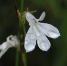 Kalms lobelia: white form