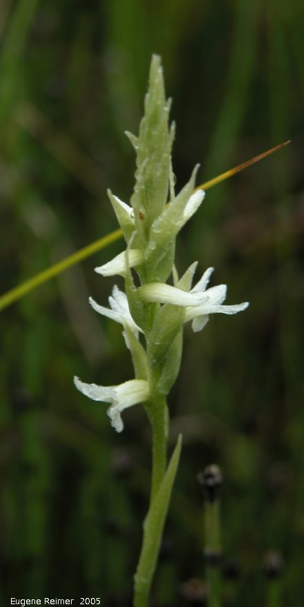 IMG 2005-Aug11 at ForestryRd#4:  Hooded ladies-tresses (Spiranthes romanzoffiana) spike