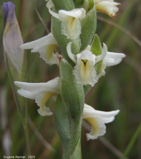 IMG 2005-Aug27 at SenkiwRd:&nbsp; Great-plains ladies-tresses (Spiranthes magnicamporum) flowers