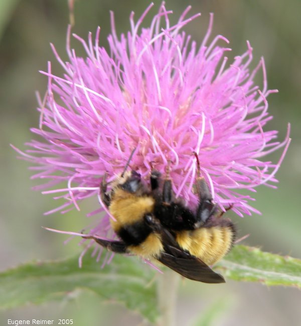 IMG 2005-Aug27 at SenkiwRd:  Bumblebee (Bombus sp) on Flodmans thistle (Cirsium flodmanii)