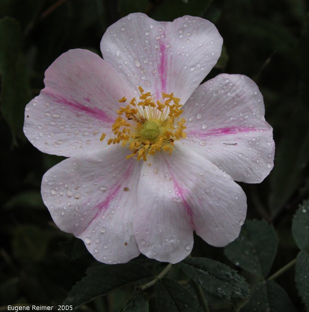 IMG 2005-Aug27 at RoseauRapidsRd (with BibleCamp+SenkiwBridge signs):  Low prairie-rose (Rosa arkansana) white-with-pink-stripe form