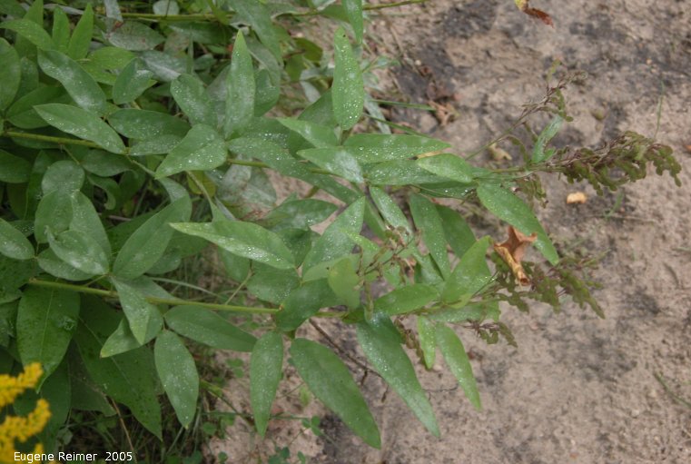 IMG 2005-Aug27 at SenkiwBridge:  Beggars lice=Showy tick-trefoil (Desmodium canadense) foliage