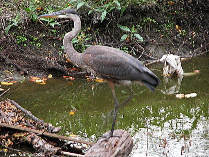 IMG 2005-Sep10 at Bunn's Creek:  Great blue heron (Ardea herodias)