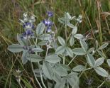 Silverleaf psoralea=Psoralea agrophylla: plant