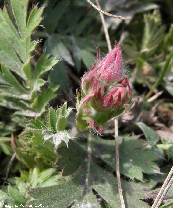 IMG 2006-Apr15 at Richer:  Three-flowered avens (Geum triflorum) in bud