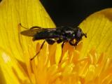Syrphid-fly?: on MarshMarigold