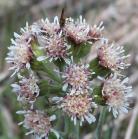 Arrow-leaved coltsfoot: flowers with grasshopper?
