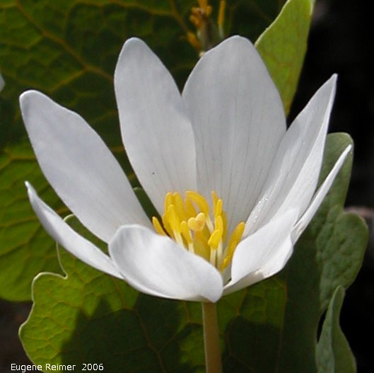IMG 2006-May06 at MFA-InterpretiveCentre south of Hadashville:  Bloodroot (Sanguinaria canadensis) flower