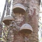 Horse-hoof fungus=Fomes fomentarious: on birch-tree