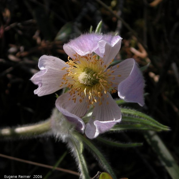 IMG 2006-May06 at PR503:  Prairie crocus (Anemone patens) flower