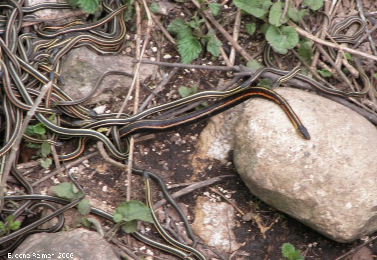 IMG 2006-May08 at Narcisse snake-den-nbr2:  Red-sided gartersnake (Thamnophis sirtalis parietalis) many