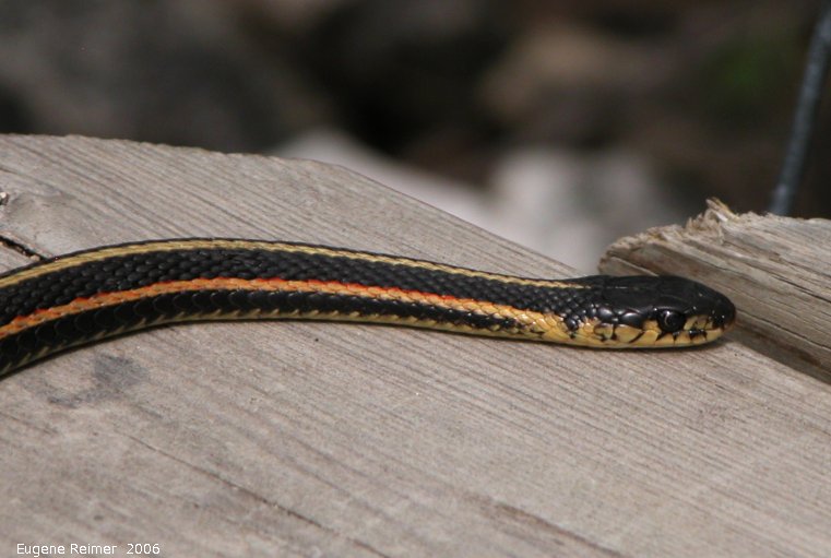 IMG 2006-May08 at Narcisse snake-den-nbr2:  Red-sided gartersnake (Thamnophis sirtalis parietalis) head